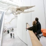 Ozeanum. Foto: Johannes-Maria Schlorke. DerRaumjournalist_Ostsee_22_2008_11_ozeaneum_foyer_schlorke
