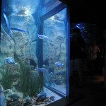 Ozeanum. Foto: Thomas Geuder. DerRaumjournalist_Ostsee_24_IMG_1211