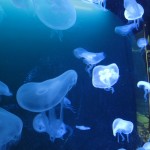 Ozeanum. Foto: Thomas Geuder. DerRaumjournalist_Ostsee_26_IMG_1215