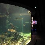 Ozeanum. Foto: Thomas Geuder. DerRaumjournalist_Ostsee_27_IMG_1217