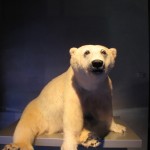 Ozeanum. Foto: Thomas Geuder. DerRaumjournalist_Ostsee_30_IMG_1225