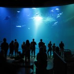 Ozeanum. Foto: Thomas Geuder. DerRaumjournalist_Ostsee_32_IMG_1238